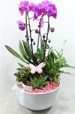 0974 Cascade PINK