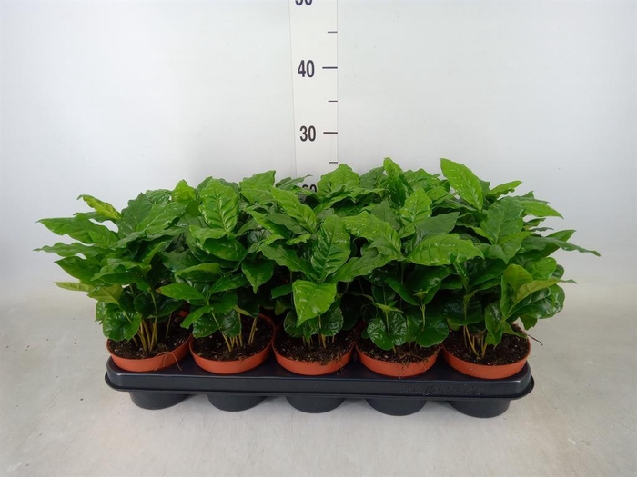 <h4>Coffea arabica</h4>