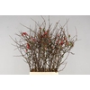 Chaenomeles Japonica Rood