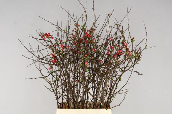 <h4>Chaenomeles Japonica Rood</h4>