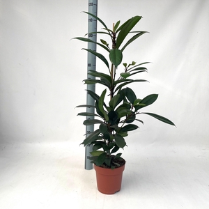 FICUS CYATHISTIPULA