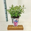 Buddleja Butterfly Candy Gemengd