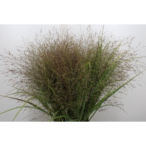 Panicum virgatum 'Warrior'