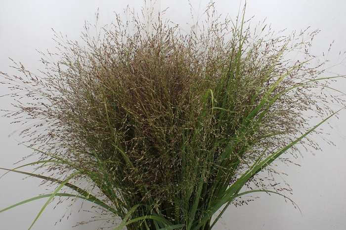 <h4>Panicum virgatum 'Warrior'</h4>