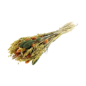 Bunch Dutch Grass La Dolce