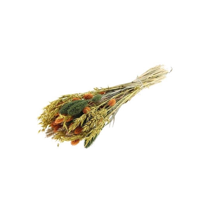 <h4>Bunch Dutch Grass La Dolce</h4>