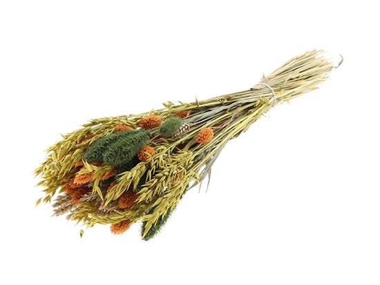 Bunch Dutch Grass La Dolce