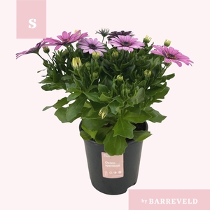 Osteospermum struik roze