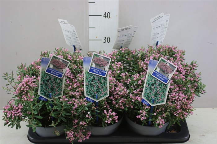 <h4>Aster Starlite Gemengd</h4>