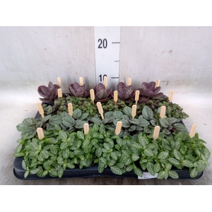 Planten  ..mix
