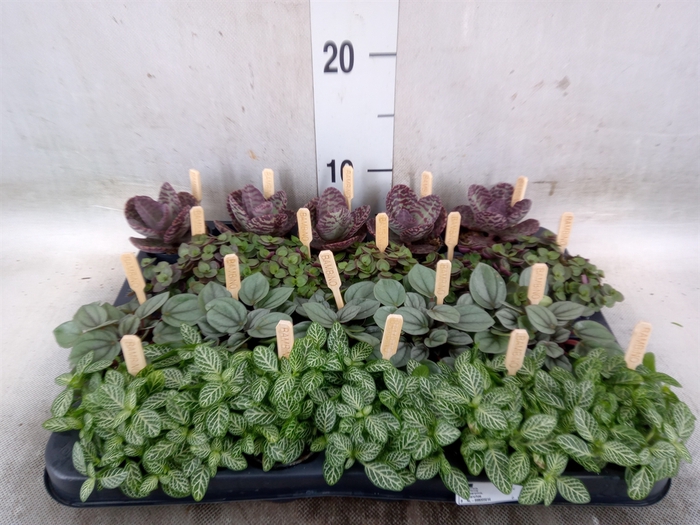 <h4>Planten  ..mix</h4>