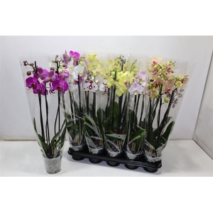 Phal Gem 5 Kl