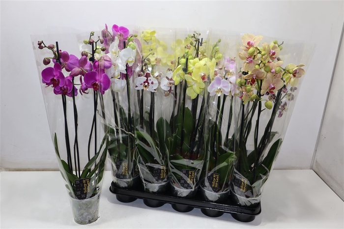 <h4>Phal Gem 5 Kl</h4>