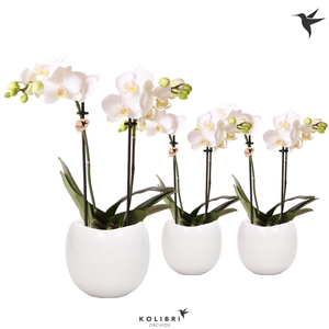 Kolibri Orchids Phalaenopsis white 2 spike in Bowl pot