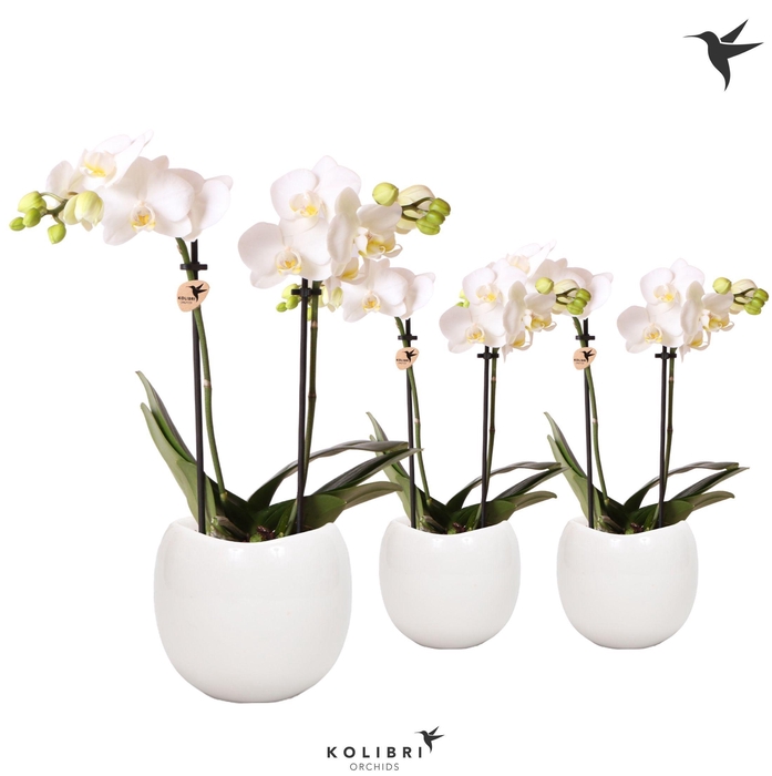 <h4>Kolibri Orchids Phalaenopsis white 2 spike in Bowl pot</h4>