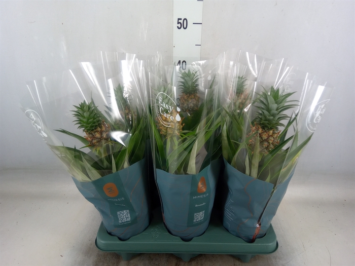<h4>Ananas  'Mi Amigo'</h4>