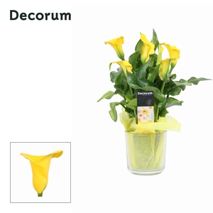 Zantedeschia (Calla) Geel in Claudia glas PASEN (Decorum)