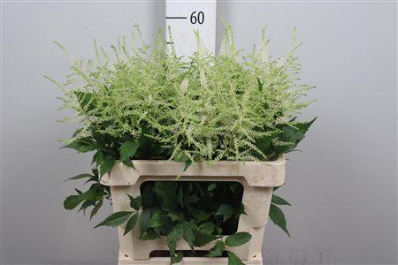 <h4>Astil Ja Washington</h4>