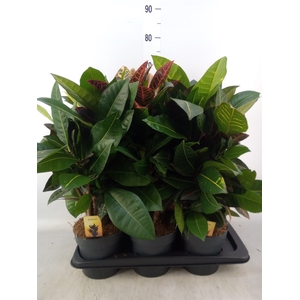 Codiaeum var. GR 'Petra'