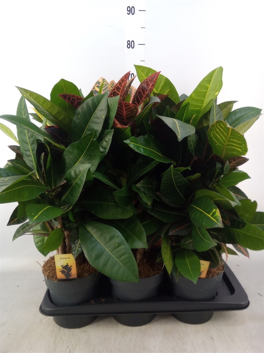 <h4>Codiaeum var. GR 'Petra'</h4>