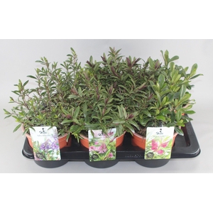 Hebe Mix Grootbladig C2