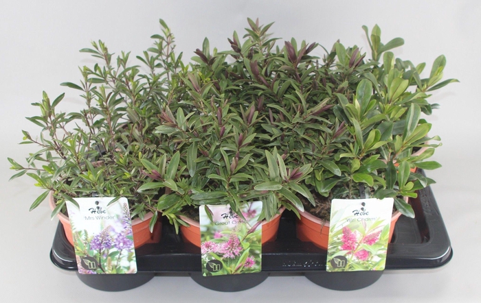 <h4>Hebe Mix Grootbladig C2</h4>