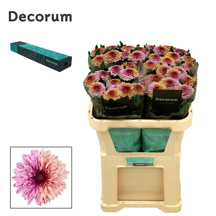 <h4>Chr G Pip Festival</h4>