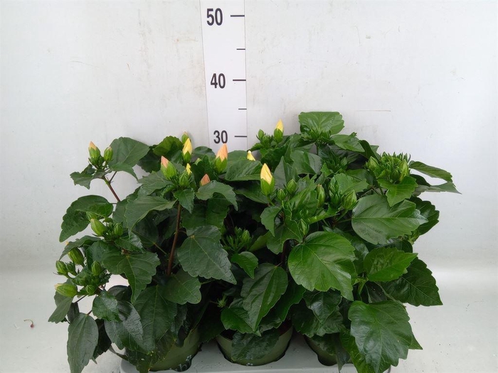 <h4>Hibiscus rosa-sin.   ...mix</h4>