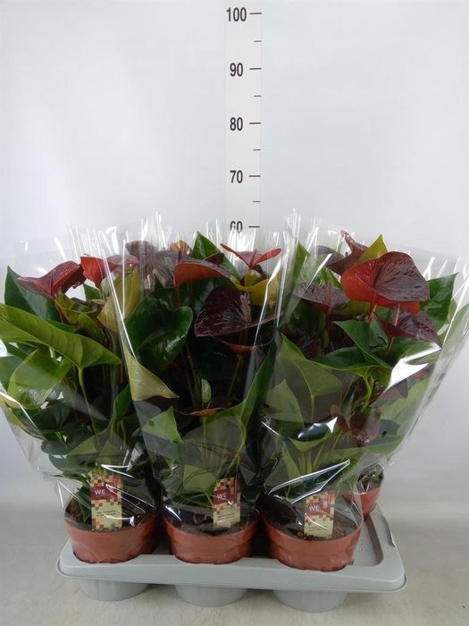<h4>Anthurium andr. 'Essencia'</h4>