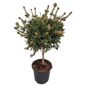 CALLISTEMON CITRINUS