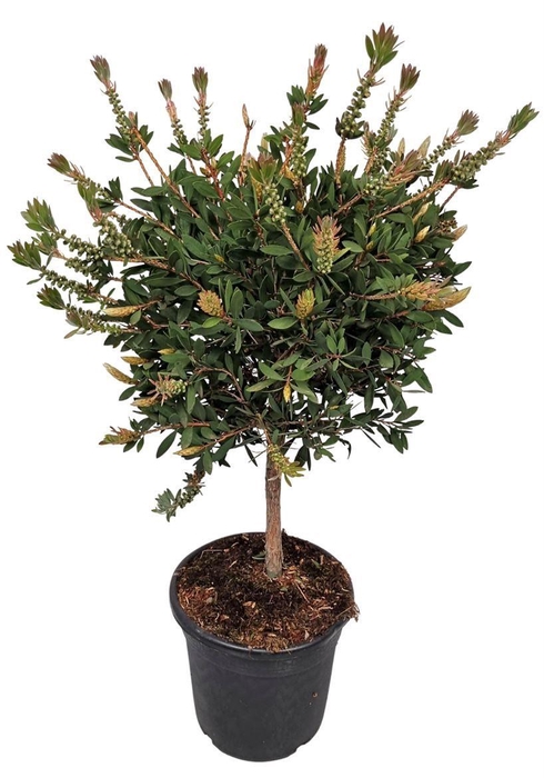 <h4>CALLISTEMON CITRINUS</h4>