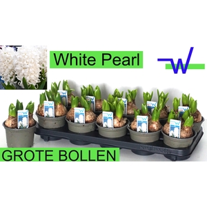 HYACIN WHITE PEARL