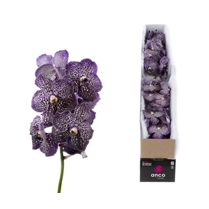 Vanda Jeff Leatham X5