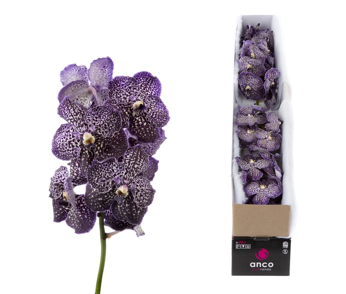 <h4>Vanda Jeff Leatham X5</h4>