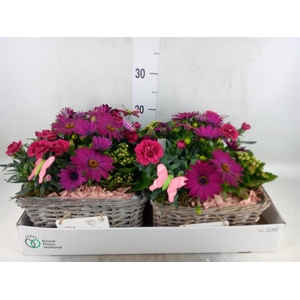 Arr.   Tuinplanten L%