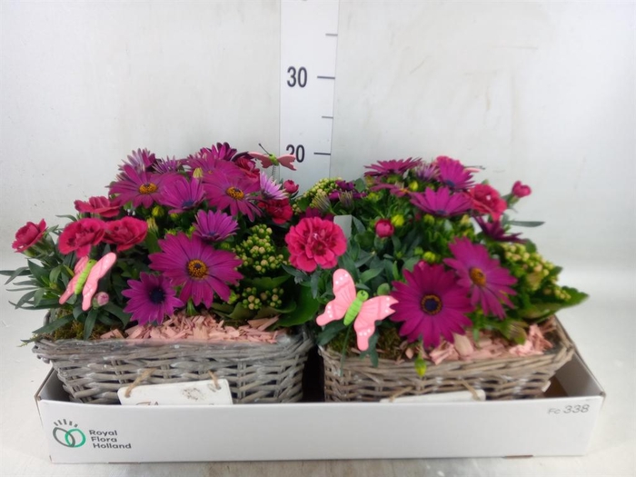 <h4>Arr.   Tuinplanten L%</h4>