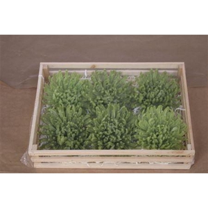 Wax Chrysant Groen