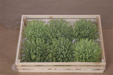 <h4>Wax Chrysant Groen</h4>