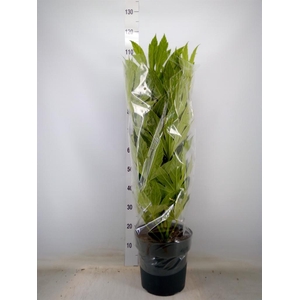 Fatsia japonica 'Variegata'