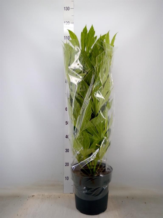 <h4>Fatsia japonica 'Variegata'</h4>