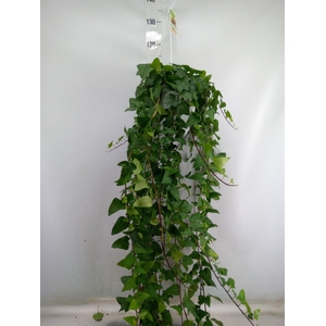 Hedera helix 'Mein Herz'