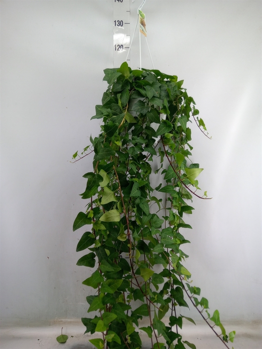 <h4>Hedera helix 'Mein Herz'</h4>