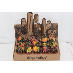 CACTUS GYMNOCALYCIUM MIHANOVICHII P06