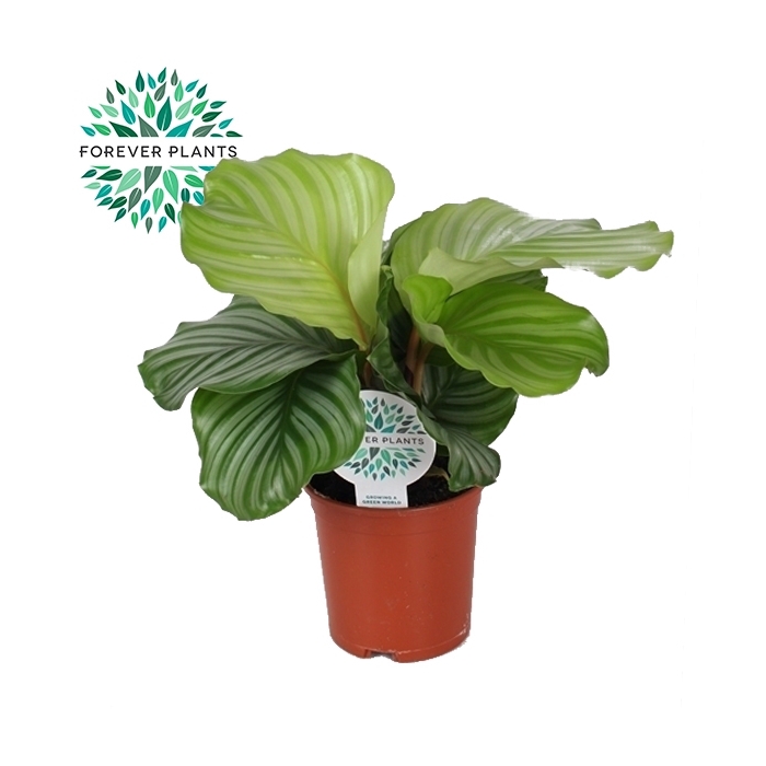 <h4>Calathea Orbifolia p14</h4>