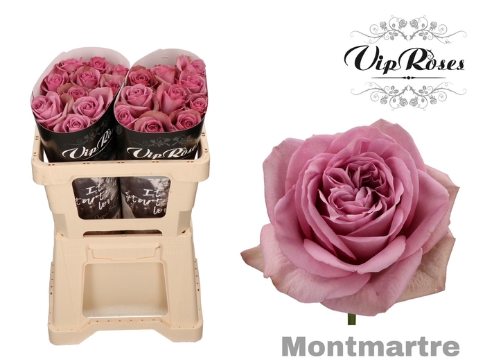 Vip Roses Webshop
