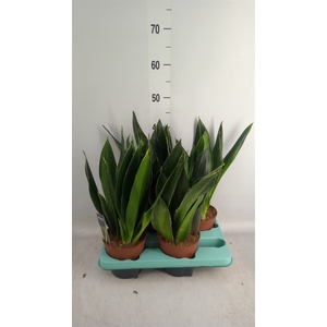 Sansevieria trifa.   ...