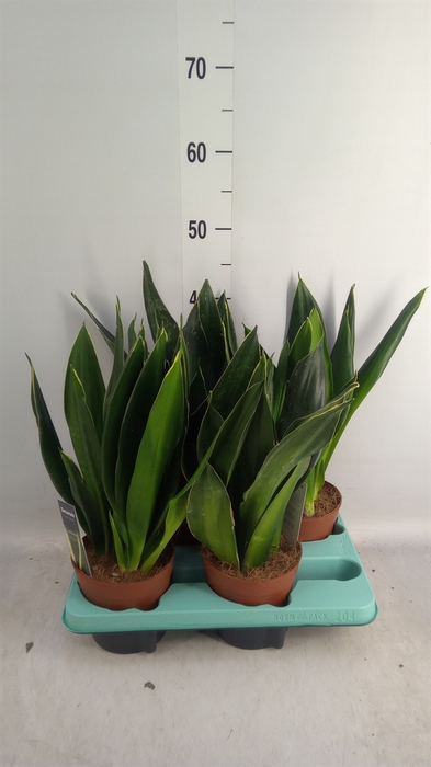 <h4>Sansevieria trifa.   ...</h4>