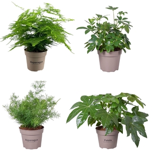 Groene planten mix 15 cm