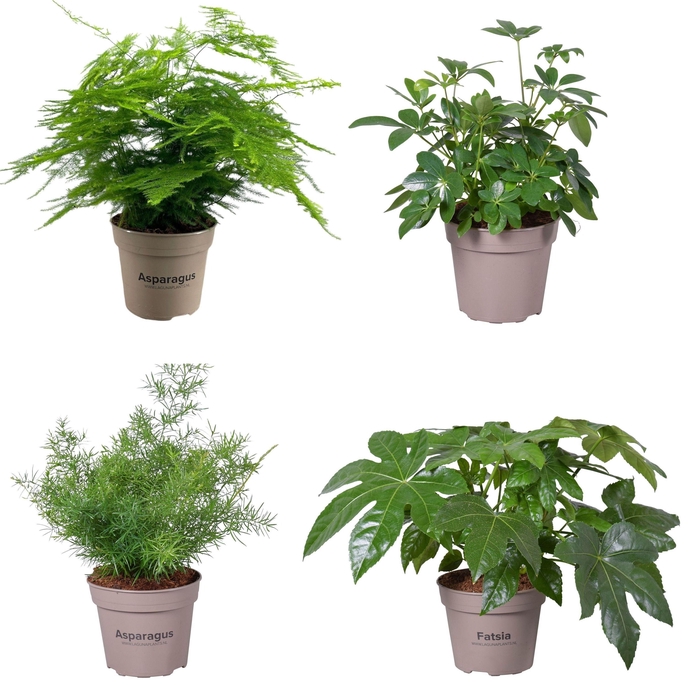 <h4>Groene planten mix 15 cm</h4>