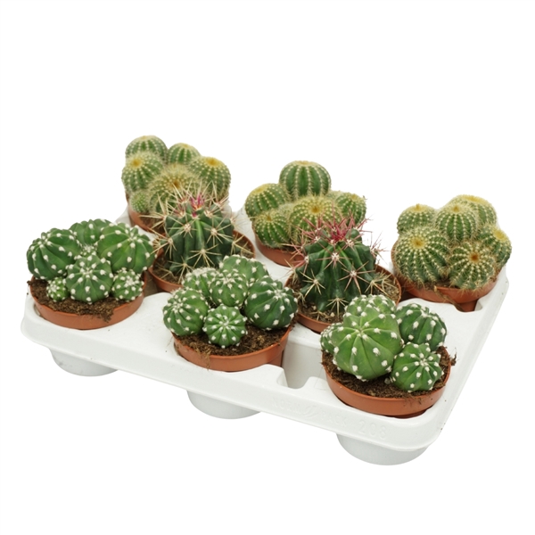 <h4>Bolcactus mix 10,5 cm in 8 gaats tray</h4>